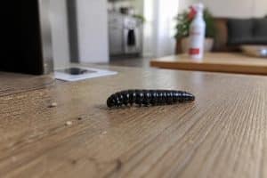 découvrez comment identifier la larve noire dans votre maison et les solutions efficaces pour s'en débarrasser rapidement et prévenir leur retour.